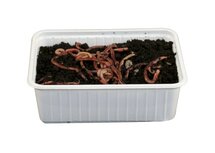 Dendrobena Wormen - Levend Aas - Bamibak